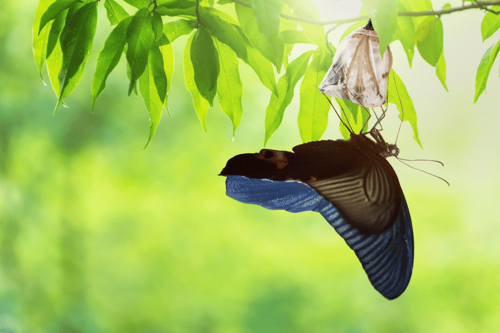 A large black and blue butterfly clings to a branch under bright green leaves, with a transparent chrysalis hanging above it.