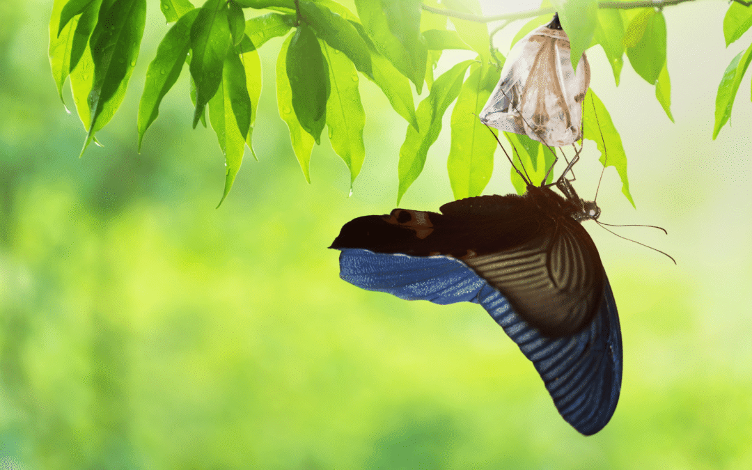The Messy Middle: What the Caterpillar Knows About Transformation That We Keep Forgetting