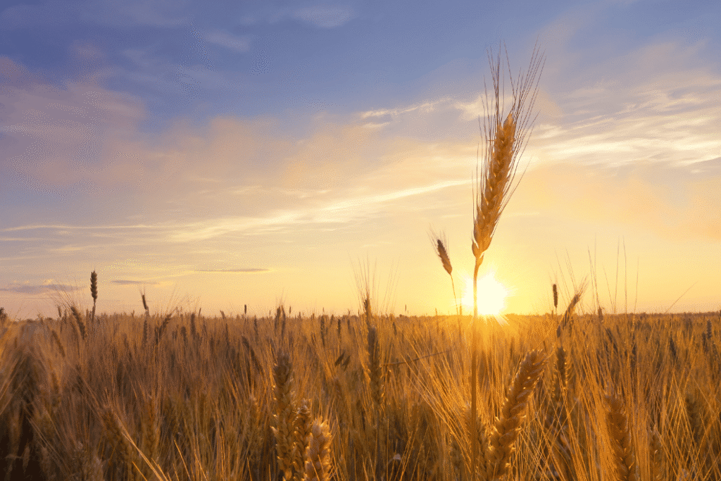 Golden wheat field bending in late summer light, evoking the abundance of the Lammas harvest season
