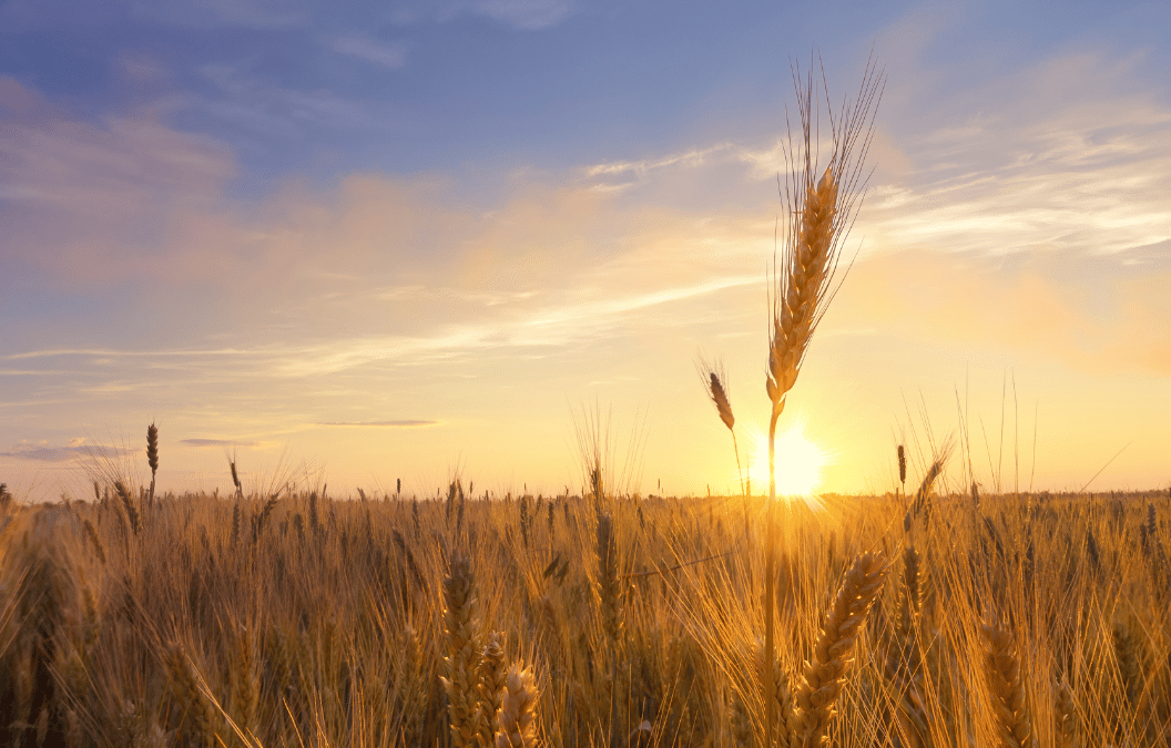 The First Harvest: What Lammas Teaches Us About Receiving Nourishment