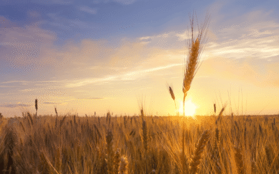 The First Harvest: What Lammas Teaches Us About Receiving Nourishment